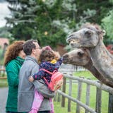Der Plättli-Zoo öffnet nach dem Lockdown erstmals wieder. Die Tiere freuen sich sehr über die Besucher und noch mehr über das Futter von ihnen. (Bild: Andrea Stalder)