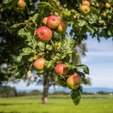 Tagblatt-Quiz – Runde 4: Wie viele Apfelbäume gibt's im Thurgau? Heute geht es um Schätzfragen rund um die Ostschweiz