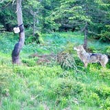 Ein Wolf an einer Salzlecke im Gebiet Dachegg, Nesslau. (Bild: pd)