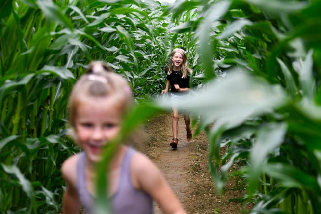 Zwei Mädchen laufen durchs Maisfeld und suchen den Weg zu den einzelnen Posten im Labyrinth.