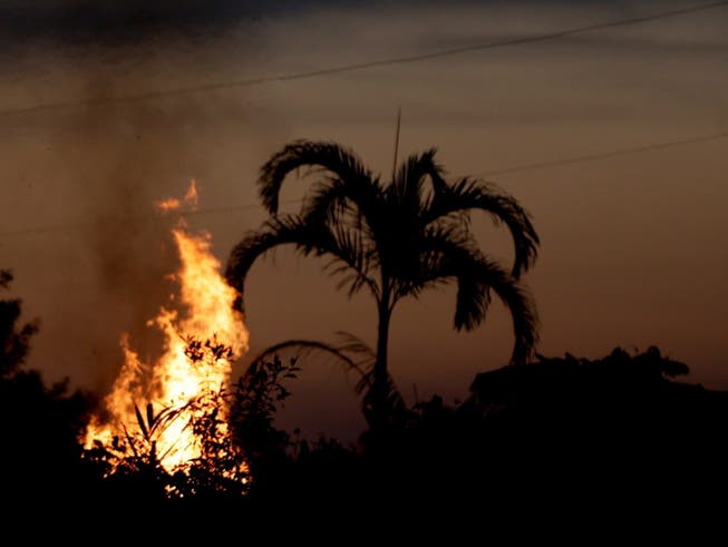 Die Brände im Amazonas-Gebiet legen im Vergleich mit dem Vorjahr wieder zu.