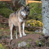 Ein Wolf in freier Wildbahn in den Wäldern von Sumava in der tschechischen Republik. (Bild: Shutterstock)