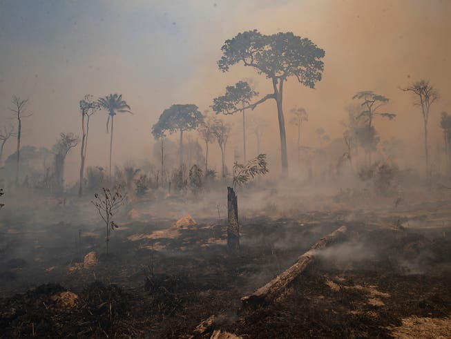 Rauch steigt während eines Brandes im Amazonas-Gebiet in Brasilien auf. Foto: Andre Penner/AP/dpa