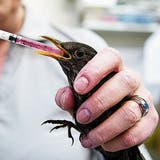 Geschwächte oder verletzte Vögel werden in der Wildvogelpflegestation gefüttert und gepflegt. (Urs Jaudas (15. Februar 2012))