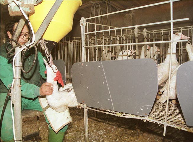 Die Stopfleber sorgt seit Jahren in der Schweiz für Kontroversen. Im Bild: Eine Gänsefarm in Spanien.