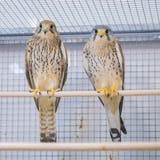 Patienten der Wildvogelpflegestation im Naturmuseum. (Claudio Heller (30. Januar 2017))