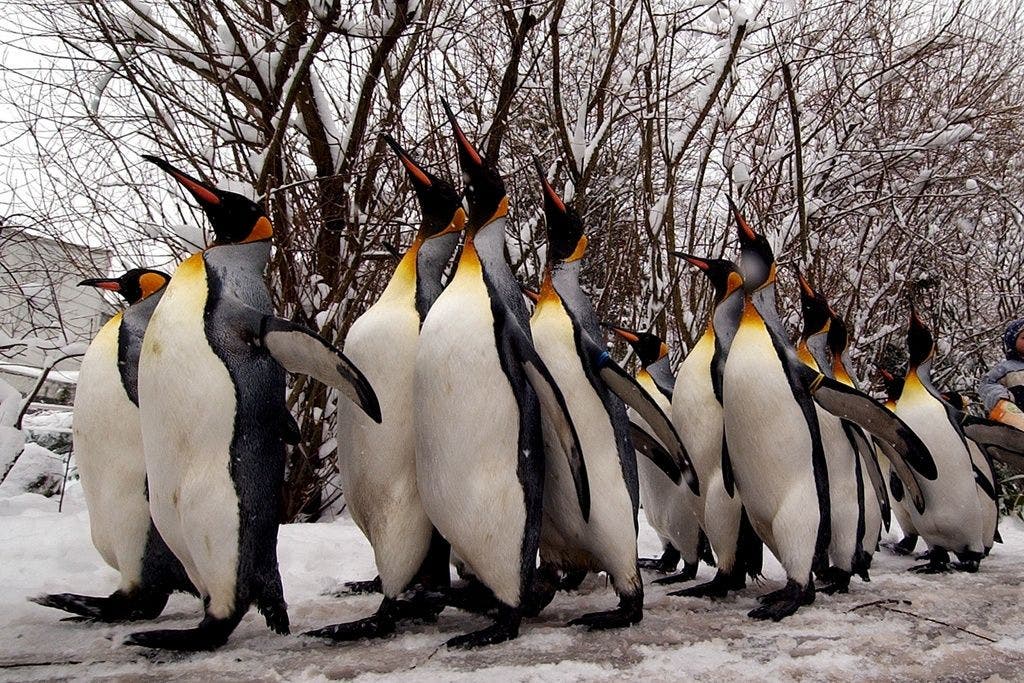 18 Königspinguine spazieren durch den verschneiten Zürcher Zoo