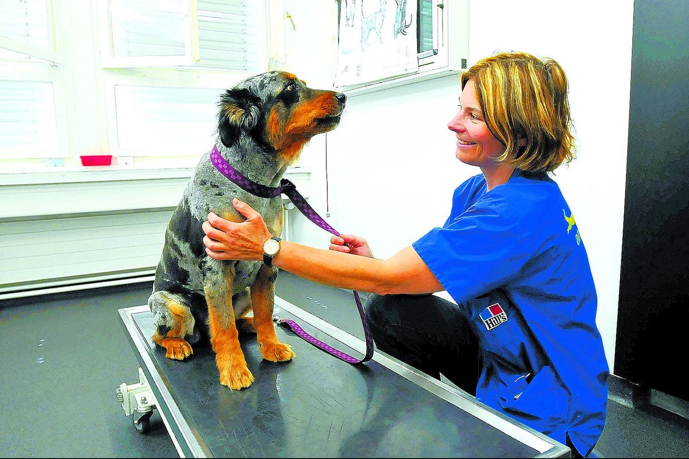 Solothurn Hund verletzt zarte Kinderhaut