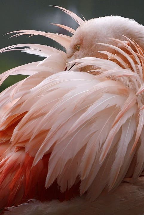 Ein Flamingo pflegt sein nasses Federkleid