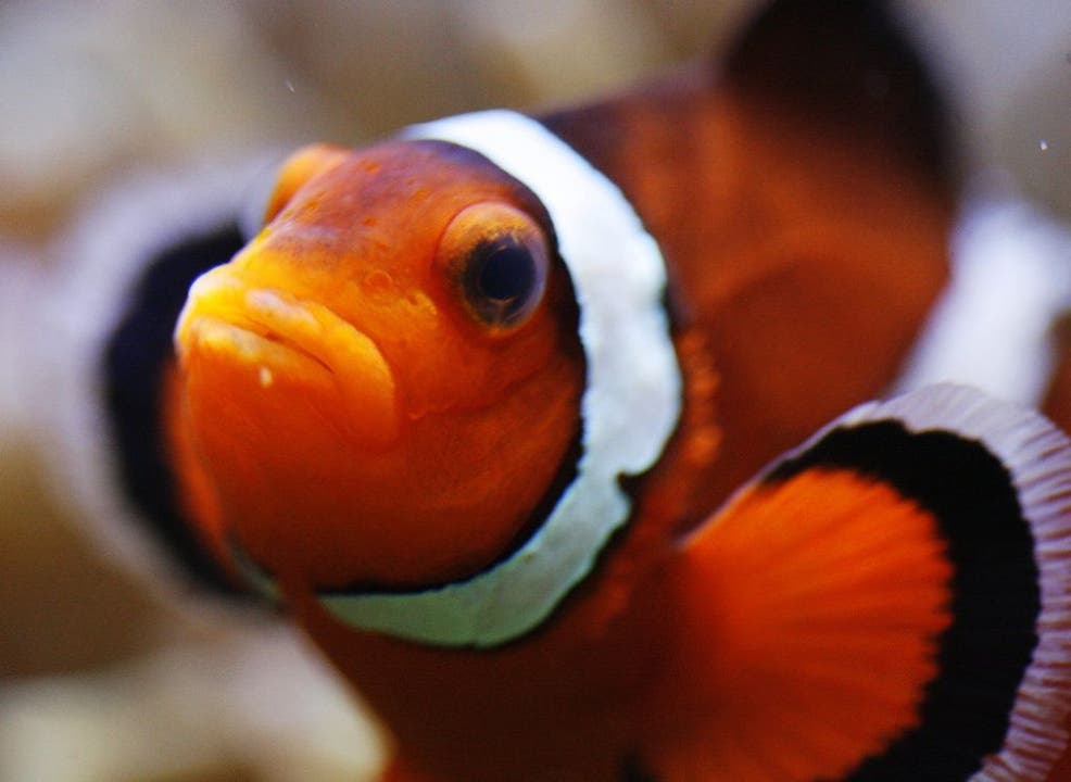 Ein Anemonenfisch schwimmt durch sein Aquarium.