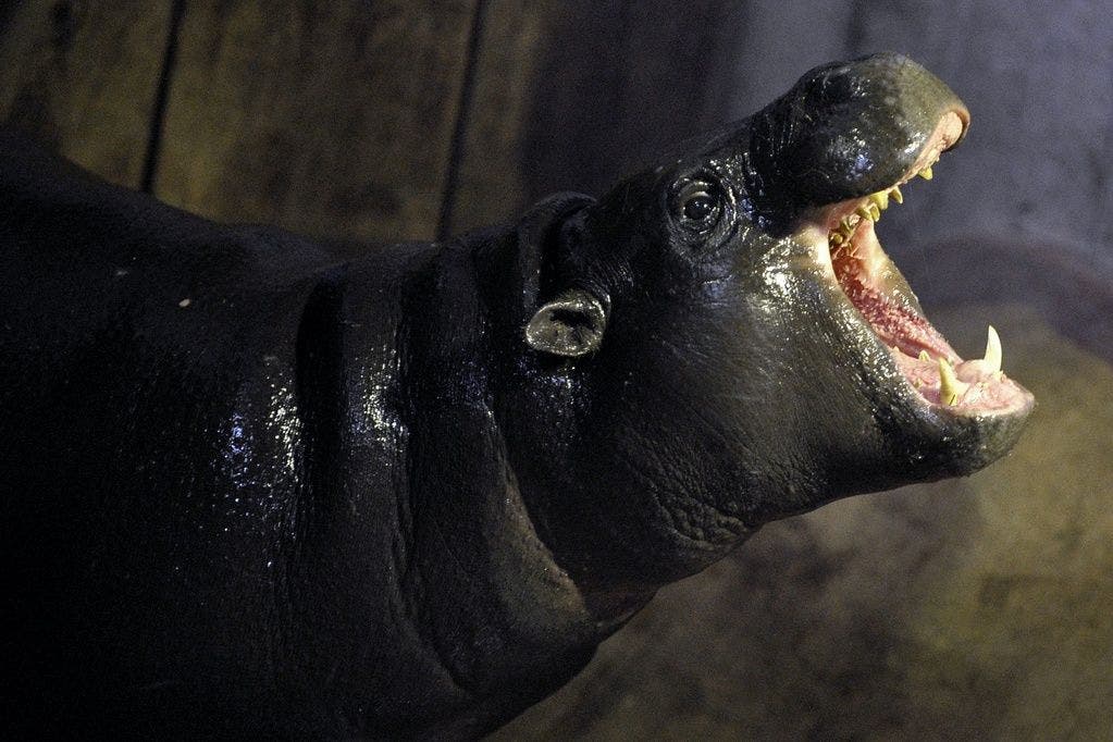 Ein Zwergflusspferd zeigt seine Zähne beim traditionellen Presse-Apéro