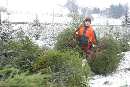  Der Forstbetrieb Homberg-Schenkenberg schlägt innert drei Tagen 1700 Weihnachtsbäume für die Region. Das geht schneller: Michael Schumacher klemmt sich gleich mehrere Tännchen unter den Arm.