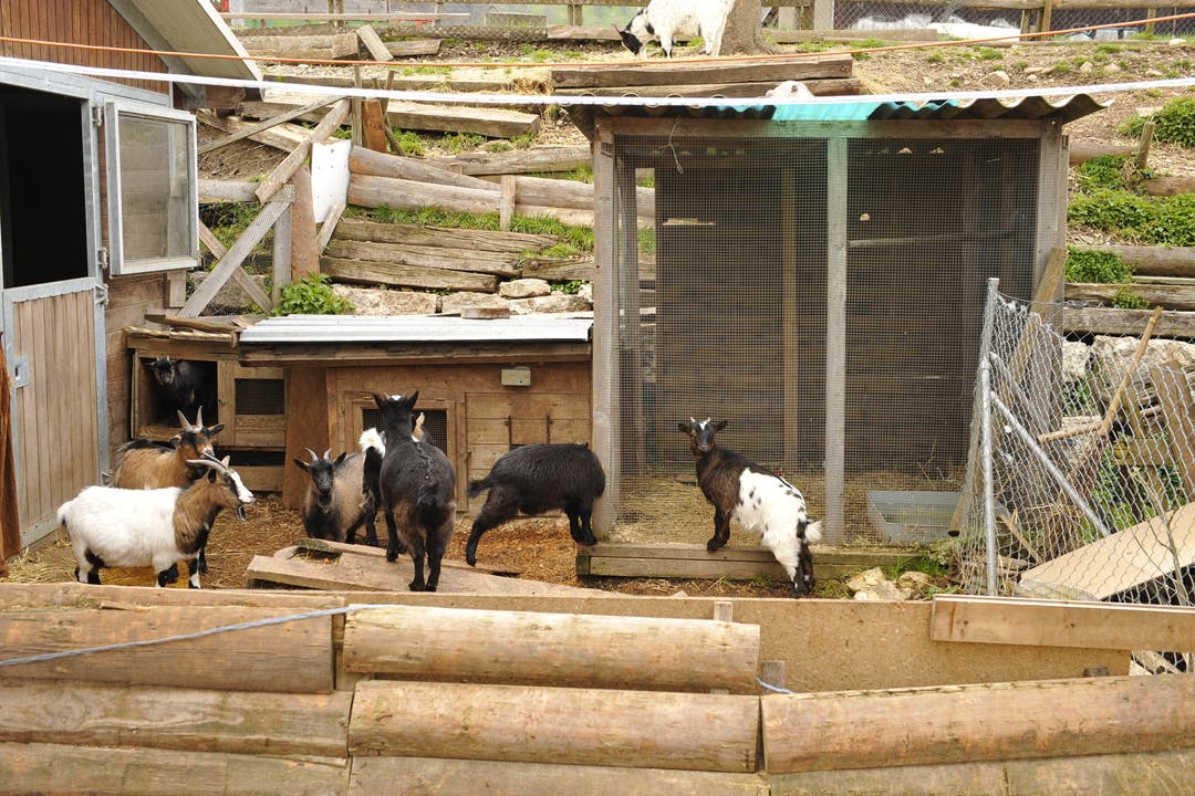  Ziegen, Schafe, Frettchen und viele Tiere, die gewöhnliche Tierheime nicht aufnehmen, finden bei Binggeli ein Zuhause. (Foto: Urs Lindt)