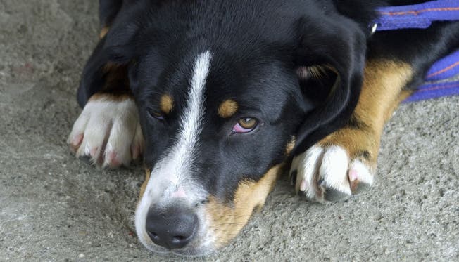 Hunde werden besonders oft Opfer von Misshandlungen und vor allem Vernachlässigungen. az Hunde werden besonders oft Opfer von Misshandlungen und vor allem Vernachlässigungen. az