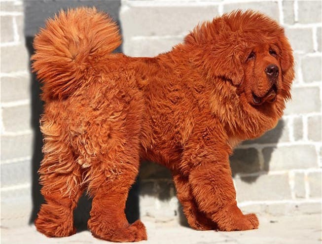 Dieser Hund ist eine Million britische Pfund wert