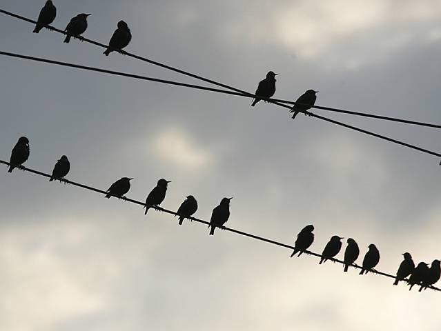 Zugvögel sitzen auf den Stromleitungen und warten auf besseres Wetter (Archiv)