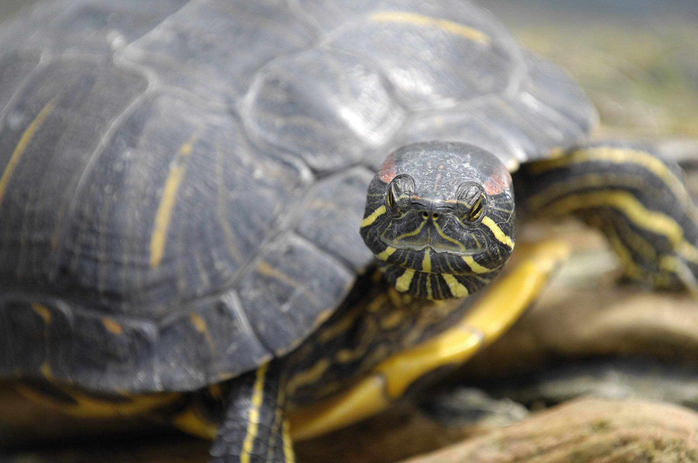 Bildstrecke Schildkröten im Zolli