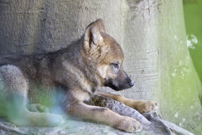 Ein junger Wolf im Zoo Zürich
