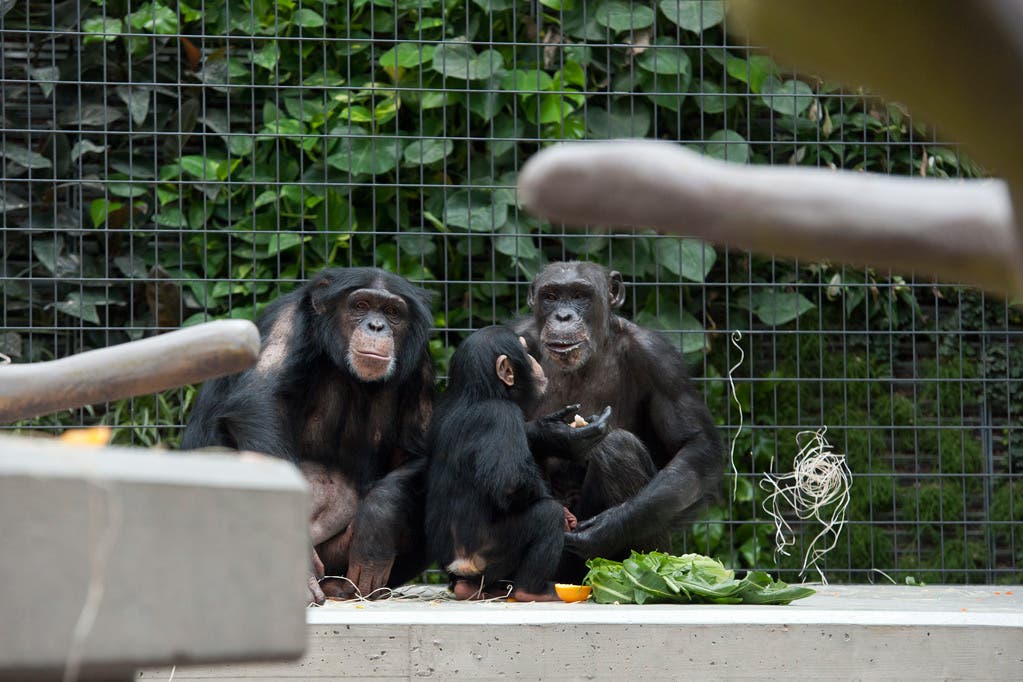Schimpansen gefällt es im neuen Heim