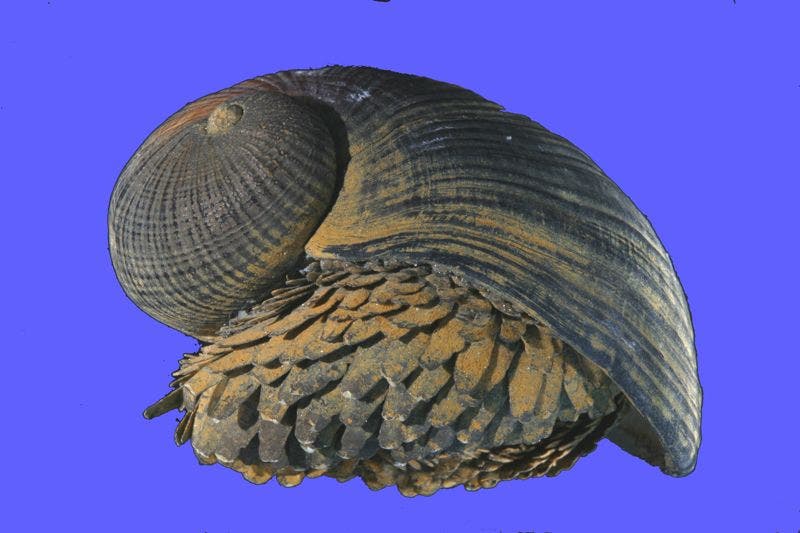 Die Muschel Crysomallon squamiferum, vor Indien im Meer gesichtet