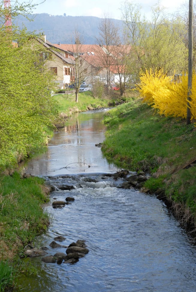 Kleine Gewässer wie der Furtbach weisen viele giftige Rückstände von Pflanzenschutzmitteln auf. walter schwager