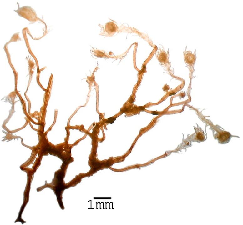 Tubiclaviodes striatum Im Golf von Cadiz in Spanien entdeckt