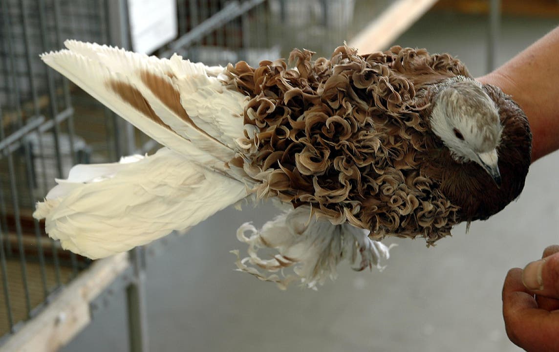 Erlinsbach AG - Bei den Tauben gurren die Männchen