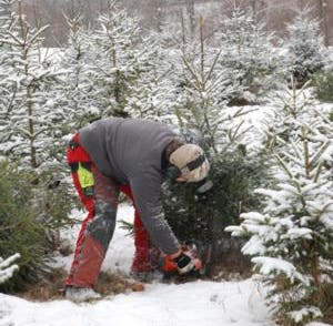  Der Forstbetrieb Homberg-Schenkenberg schlägt innert drei Tagen 1700 Weihnachtsbäume für die Region. Marco Schwarz macht kurzen Prozess: Ein prüfender Blick, die Kettensäge heult auf und das Bäumchen fällt.