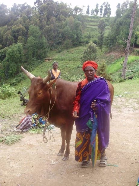 Viehvergabe in Ruanda