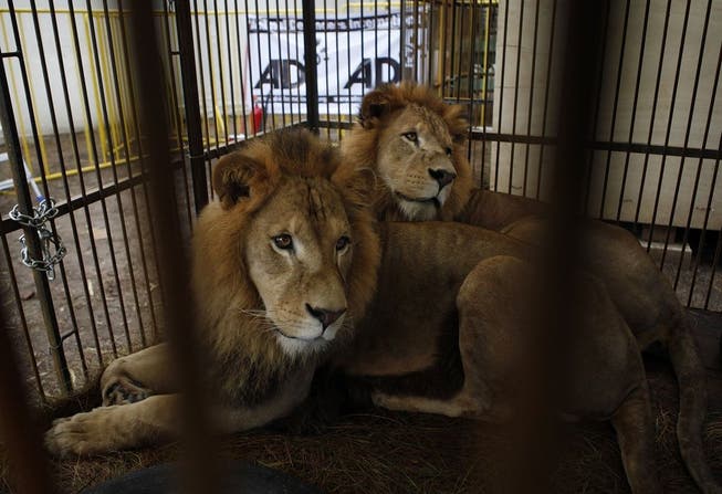 Hat der Circus Royal die Tiere bis zu 27 Stunden eingesperrt? (Symbolbild)