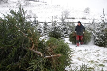 So werden Weihnachtsbäume im Aargau gefällt.