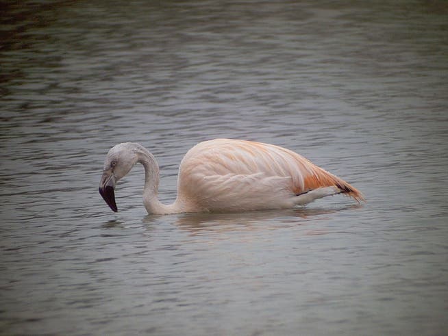 «Wo bleibt beim Flamingo der Menschenverstand?»