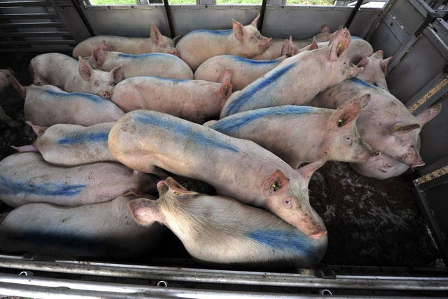 Schweine in einem Tiertransporter