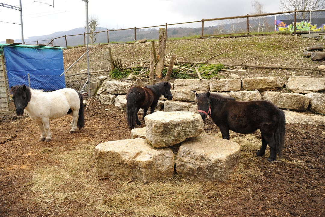  Ziegen, Schafe, Frettchen und viele Tiere, die gewöhnliche Tierheime nicht aufnehmen, finden bei Binggeli ein Zuhause (Foto: Urs Lindt)