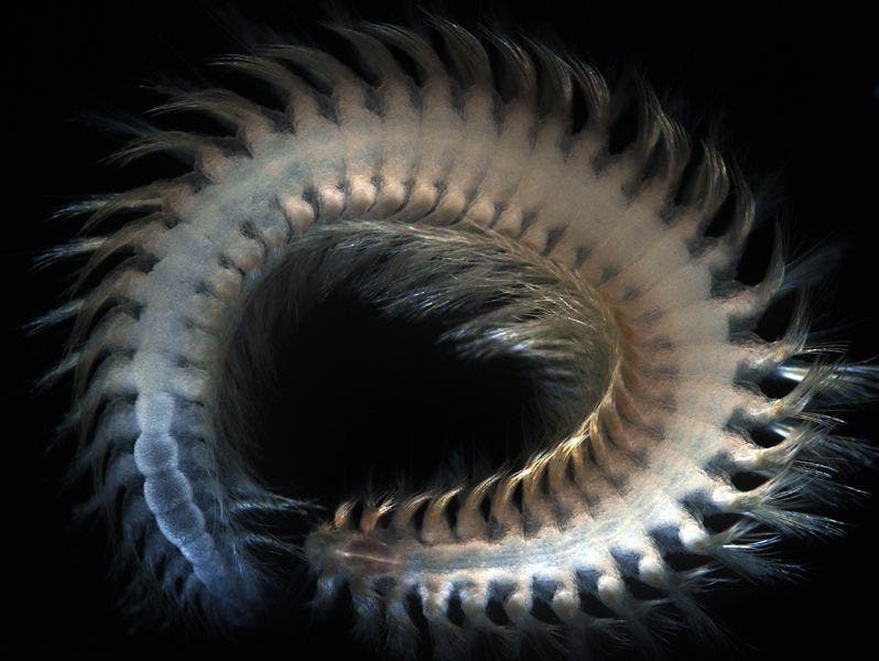 Vigtorniella In 925 Metern Tiefe vor Japan gefunden