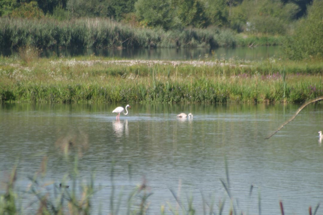 Seit Freitag leben neun Flamingos beim Flachsee südlich von Bremgarten