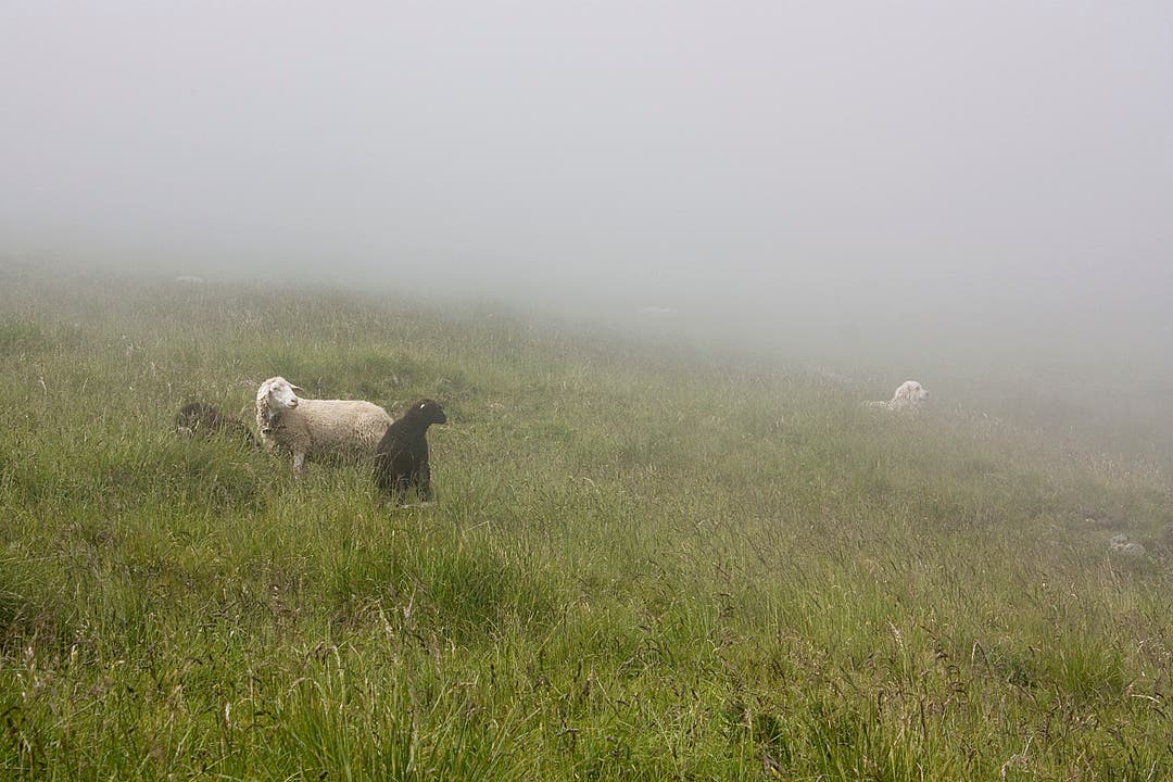 Aufmerksame Schafe und Schutzhund im Nebel