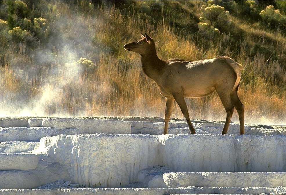 Naturschauspiel im Yellowstone Nationalpark