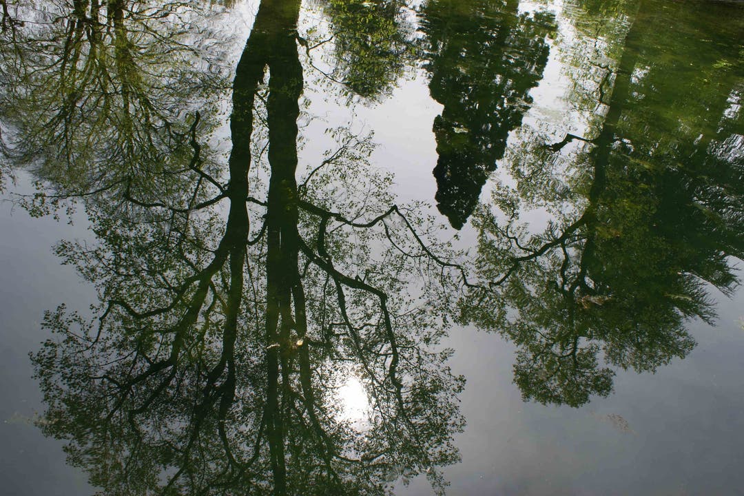 Die Bäume spiegeln sich im Kurparkweiher