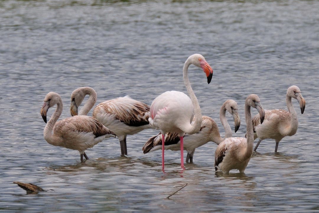 Flamingos am Flachsee