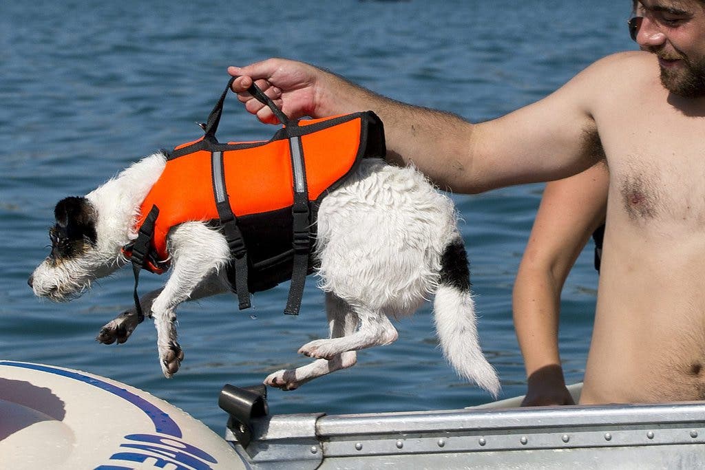 Dieser Hundebesitzer gönnt auch seinem Liebling ein erfrischendes Bad im See.