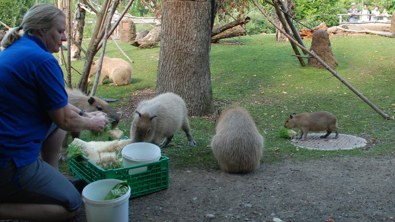 Ein Tag im Zoo Zürich: Den Tierwärtern auf den Fersen