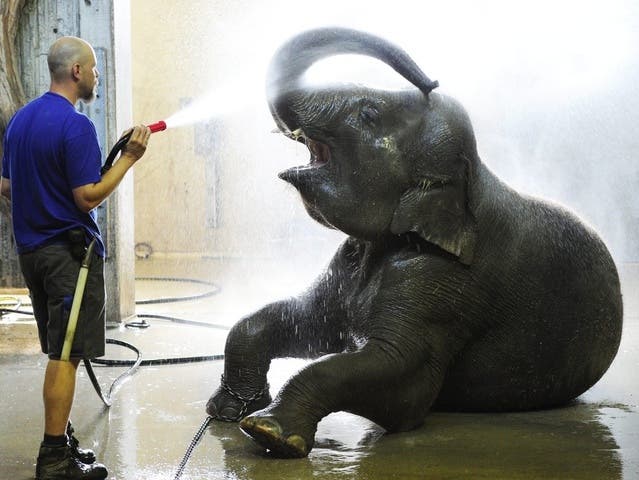 Ein Elefant erhält im Zoo Zürich eine Dusche (Archiv)