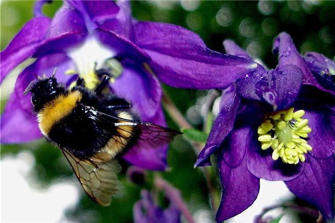 Wenn es für die Bienen noch zu kalt ist, können die Hummeln bei der Bestäubung helfen. Archiv/ZVG