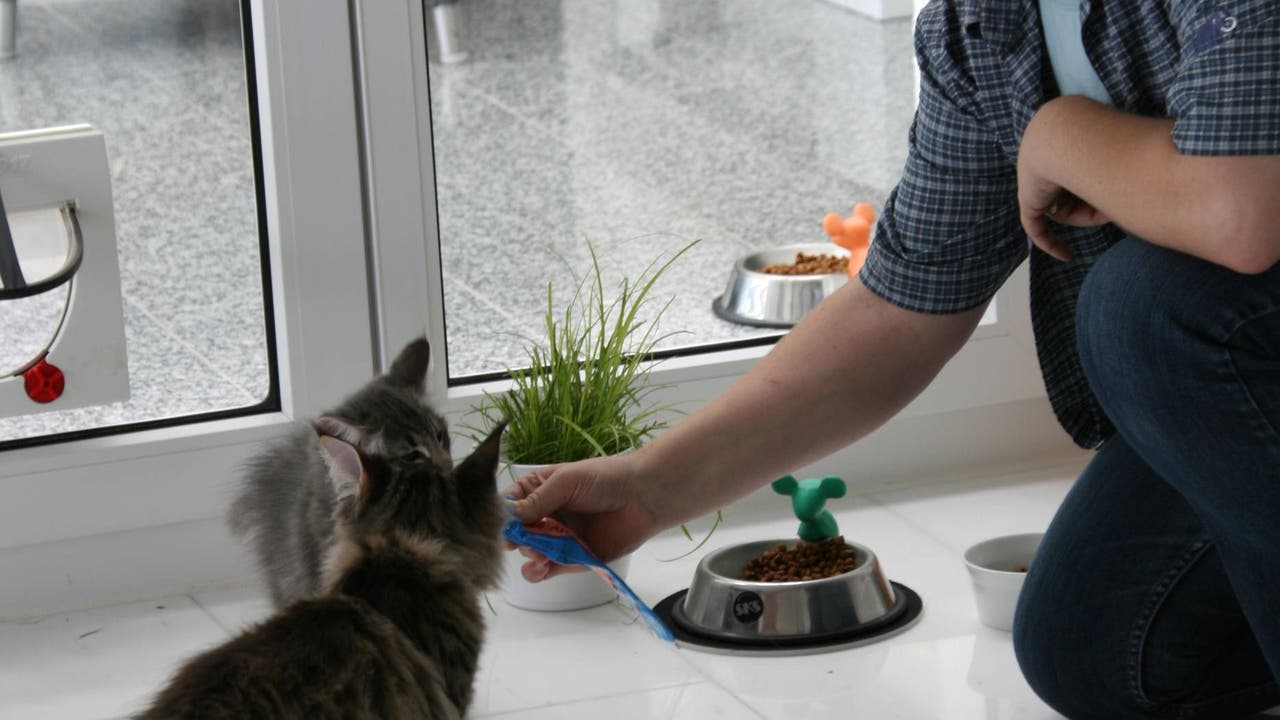 Katja Fritzsche füttert die Katze mit einer speziellen Paste