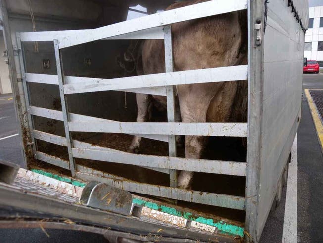 Eine Kuh in einem verdreckten Tiertransporter.