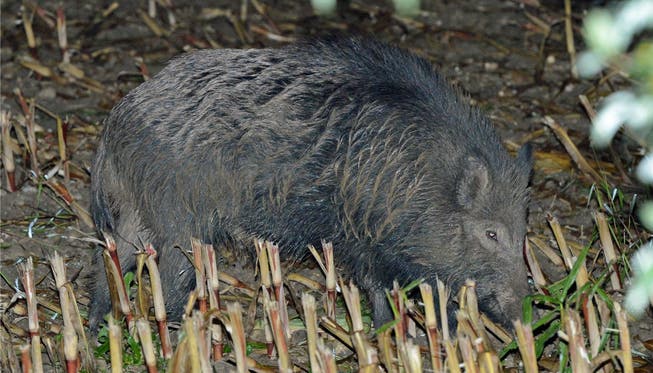 Auch auf einem abgeernteten Maisfeld findet ein Wildschwein noch einen Happen.Fotos: Bruno Kissling