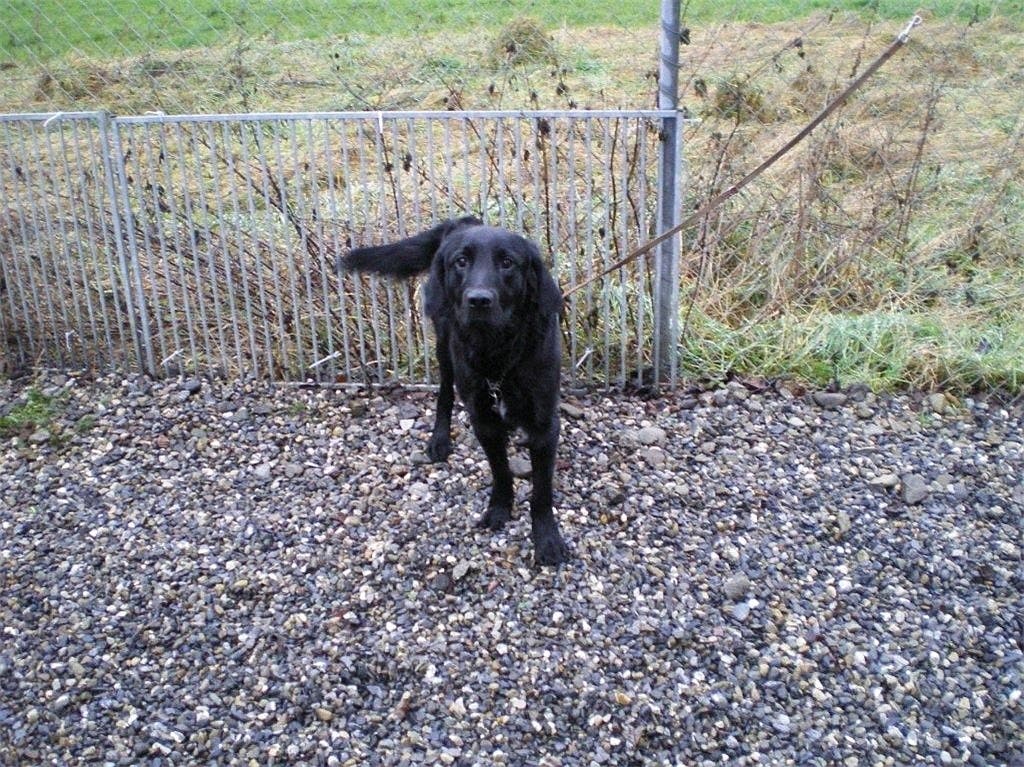 Gontenschwil Der Hund Der Familie Keller Wartet Im Tierheim