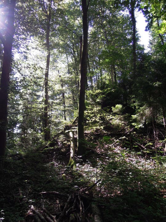 Mystischer Wald auf dem Heitersberg