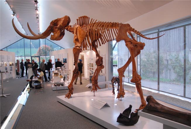 Blick ins Museum in Niederweningen, mit dem grossen und dem kleinen Mammutskelett.